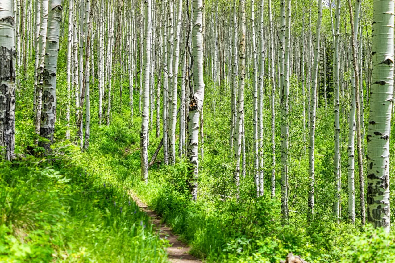 Mountain home in the Vail Valley