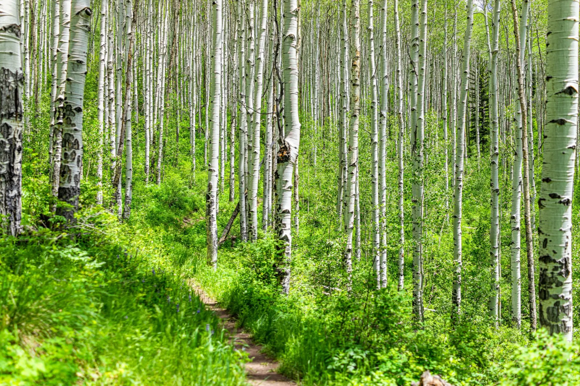 Mountain home in the Vail Valley